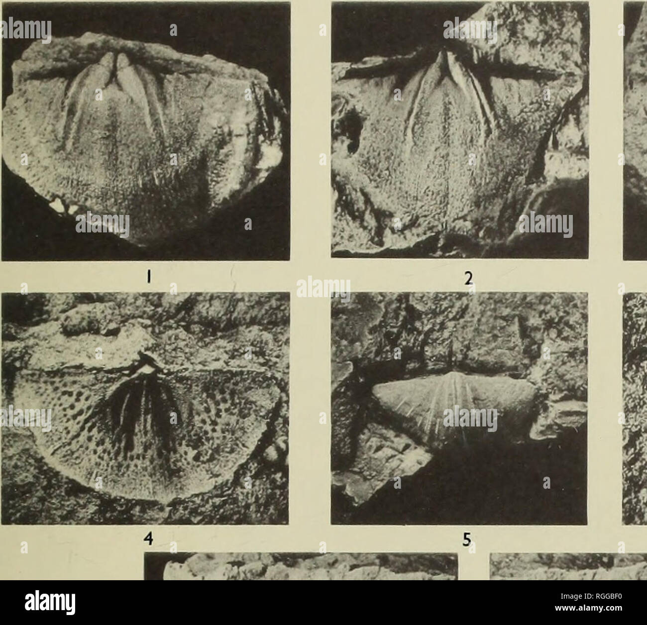 . Bulletin des British Museum (Natural History), Geologie. Bull. Br. Mus. Nai. Hist. (Geol.) 19, 4 Platte 10. Es ^^uk^ HIBH'S Â £^k t*.^S^Bil WKSi I^HMM. * = "V" V''' ich^^ eSdI^I 1^^ â¢â â J |^^^^^^^^^^^^^^H II^ jfH -. Bitte beachten Sie, dass diese Bilder sind von der gescannten Seite Bilder, die digital für die Lesbarkeit verbessert haben mögen - Färbung und Aussehen dieser Abbildungen können nicht perfekt dem Original ähneln. extrahiert. British Museum (Natural History). London: BM (NH) Stockfoto