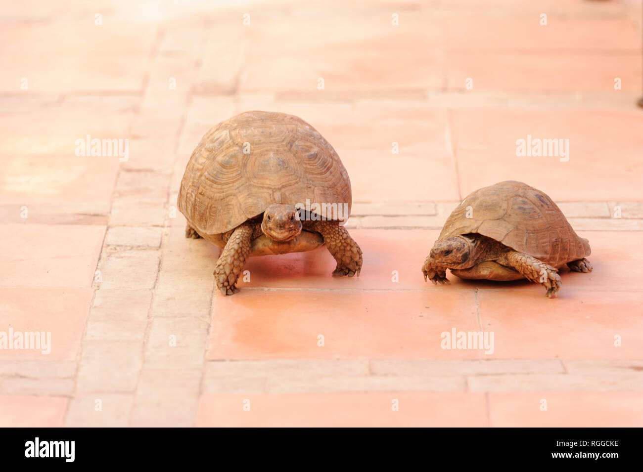 05-03-15, Marrakesch, Marokko. Das Riad Porte Royale. Zwei Schildkröten auf der Terrasse. Foto: © Simon Grosset Stockfoto