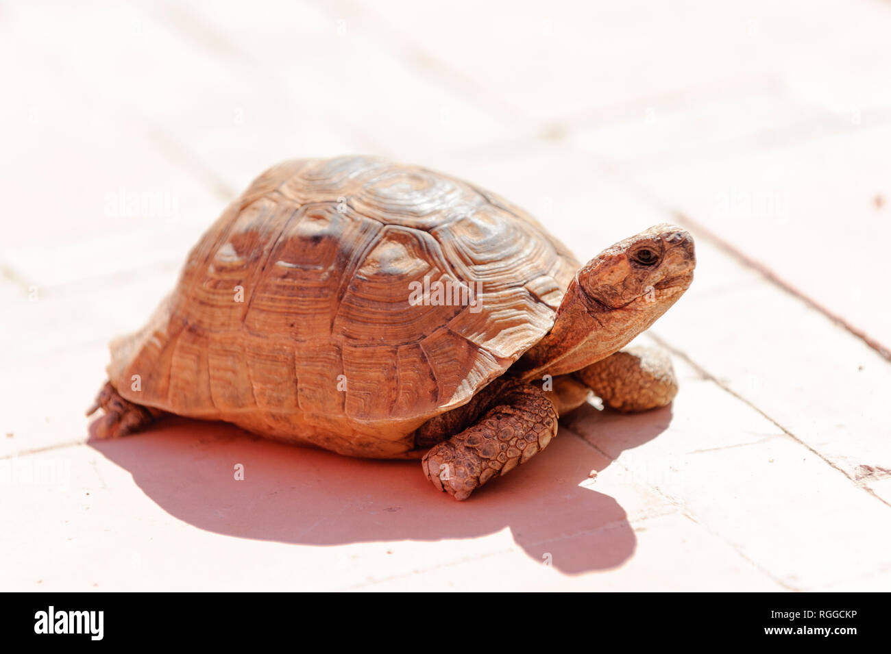 05-03-15, Marrakesch, Marokko. Das Riad Porte Royale. Eine Schildkröte, die das Leben auf der Terrasse. Foto: © Simon Grosset Stockfoto