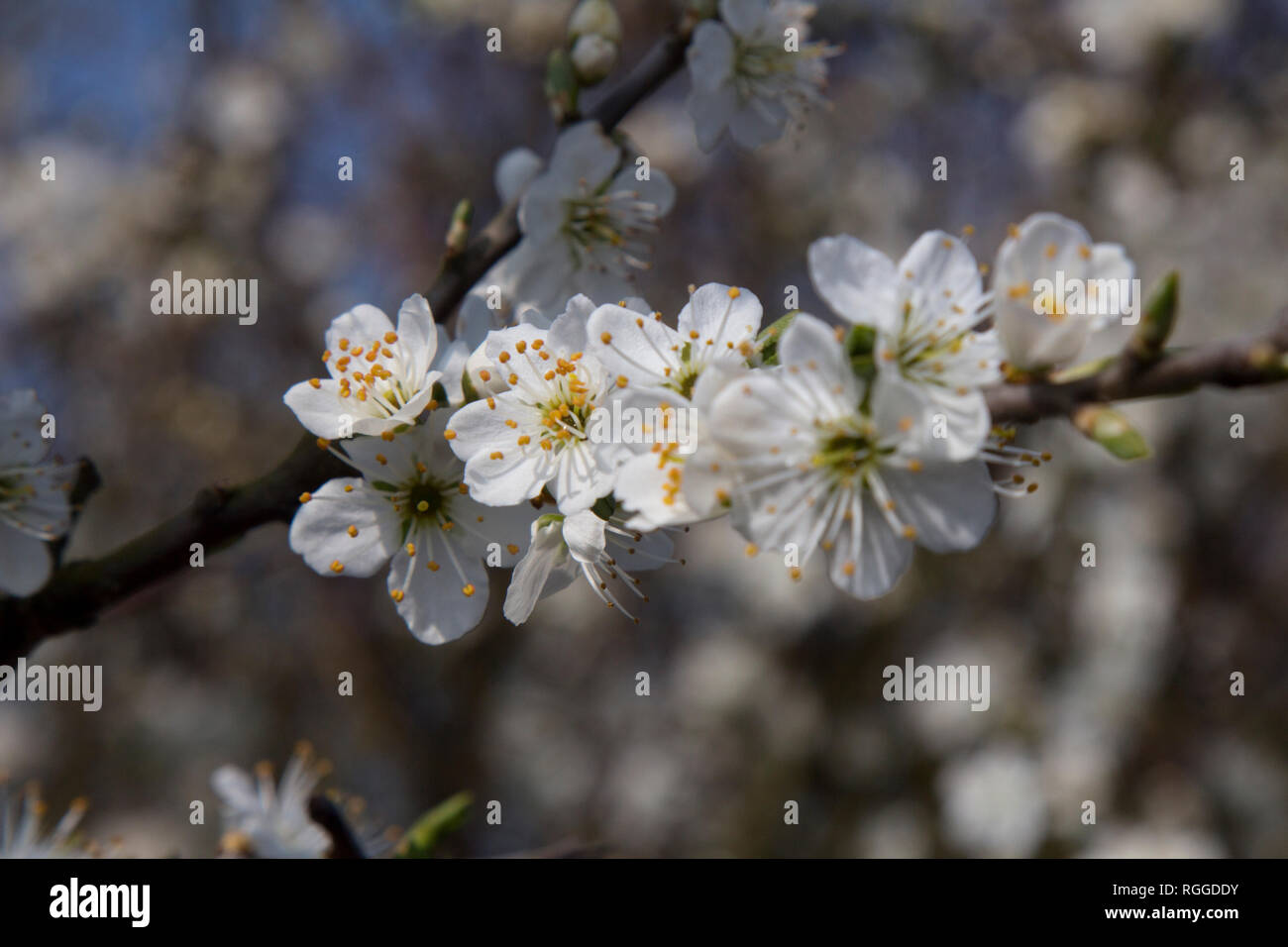 Suchen im Cherry Tree Blossom Stockfoto