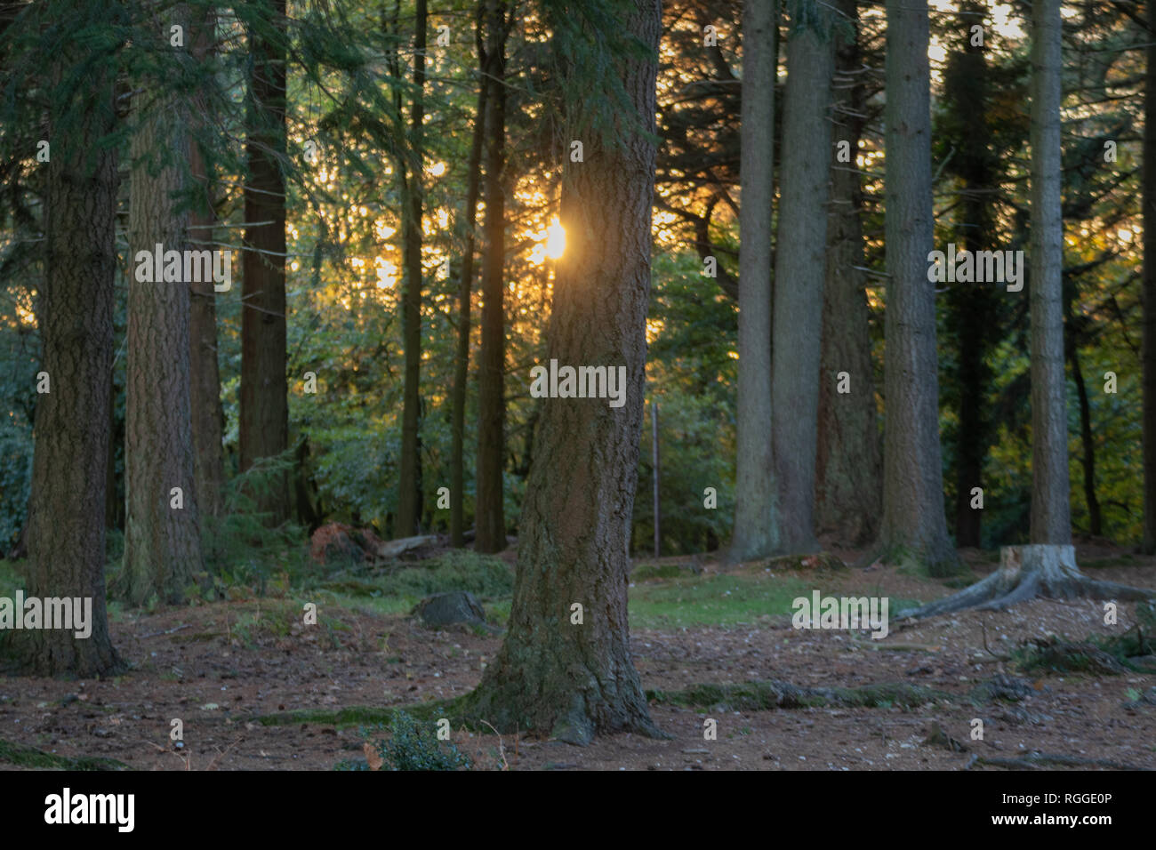 Scheint die Sonne durch die Bäume im Wald Stockfoto