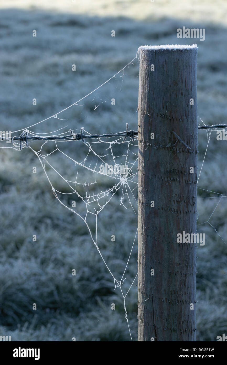 Frosty cobweb auf einem hölzernen Zaun Pfosten Stockfoto