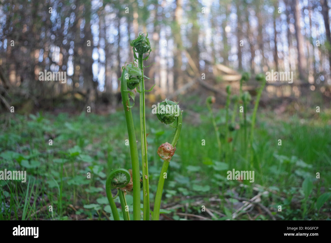 kaktus mit wolle Oreocereus celsianus