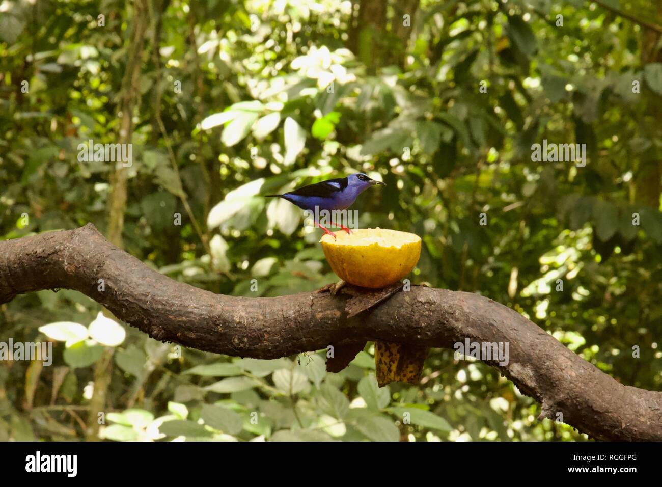 Red-legged honeycreeper oder Cyanerpes cyaneus stehend auf Obst in Costa Rica Stockfoto