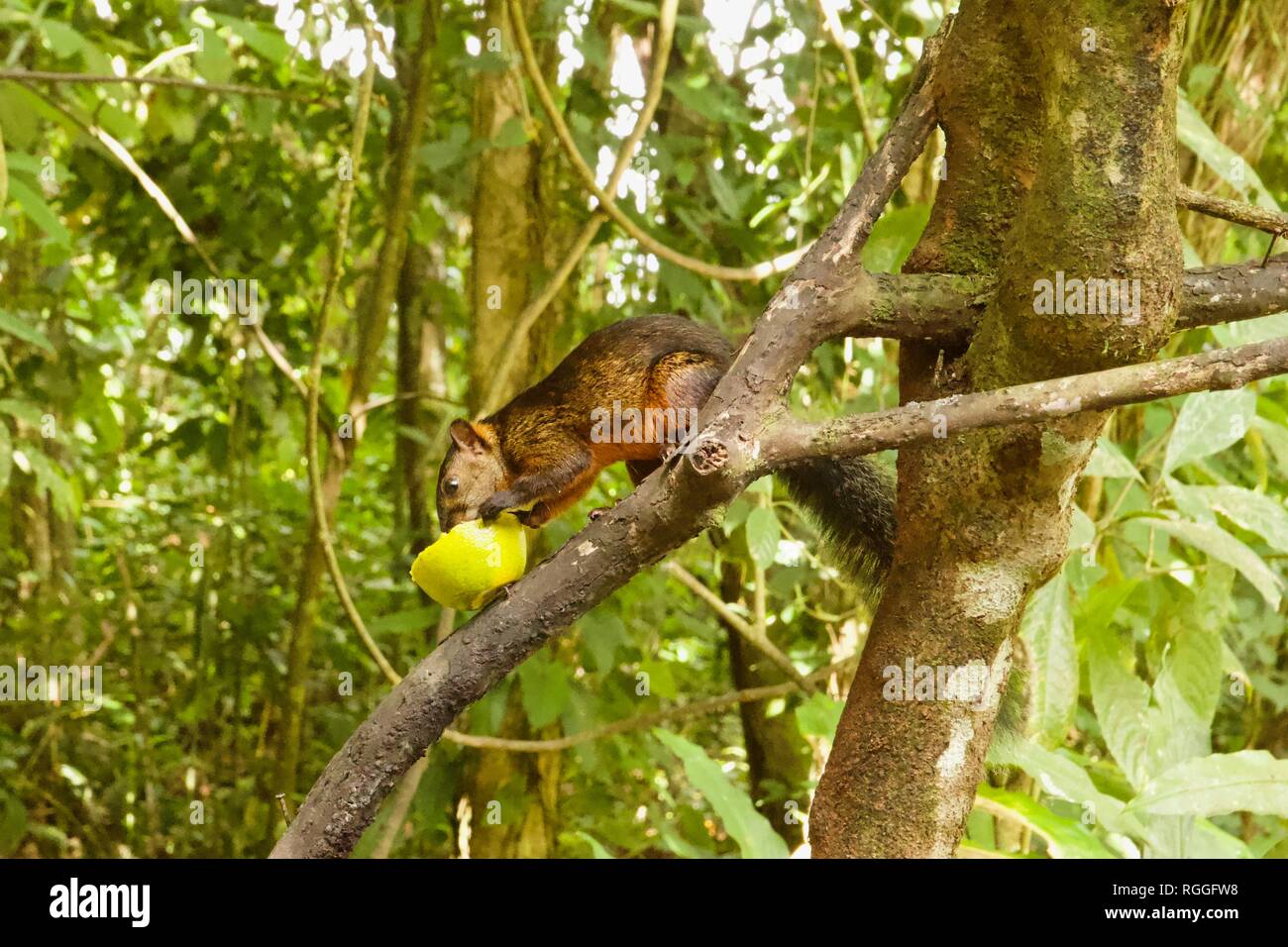 Bunte Eichhörnchen, auch bekannt als Sciurus variegatoides, ist ein Baum Eichhörnchen in Costa Rica gefunden Stockfoto