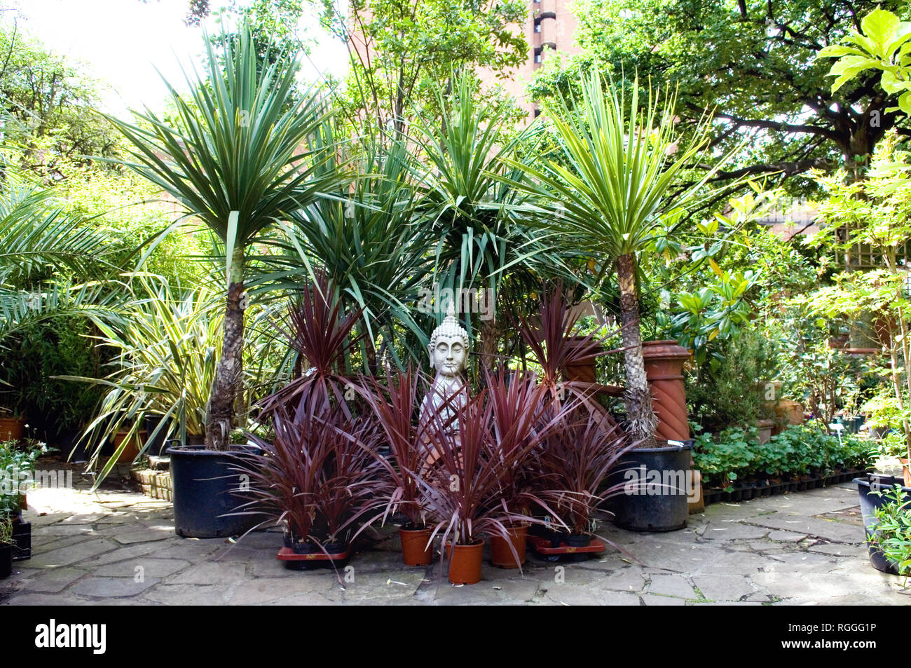 Eine Statur und verschiedene Palmen für den Verkauf in Worlds End Baumschulen, Kings Road, Chelsea, London Stockfoto