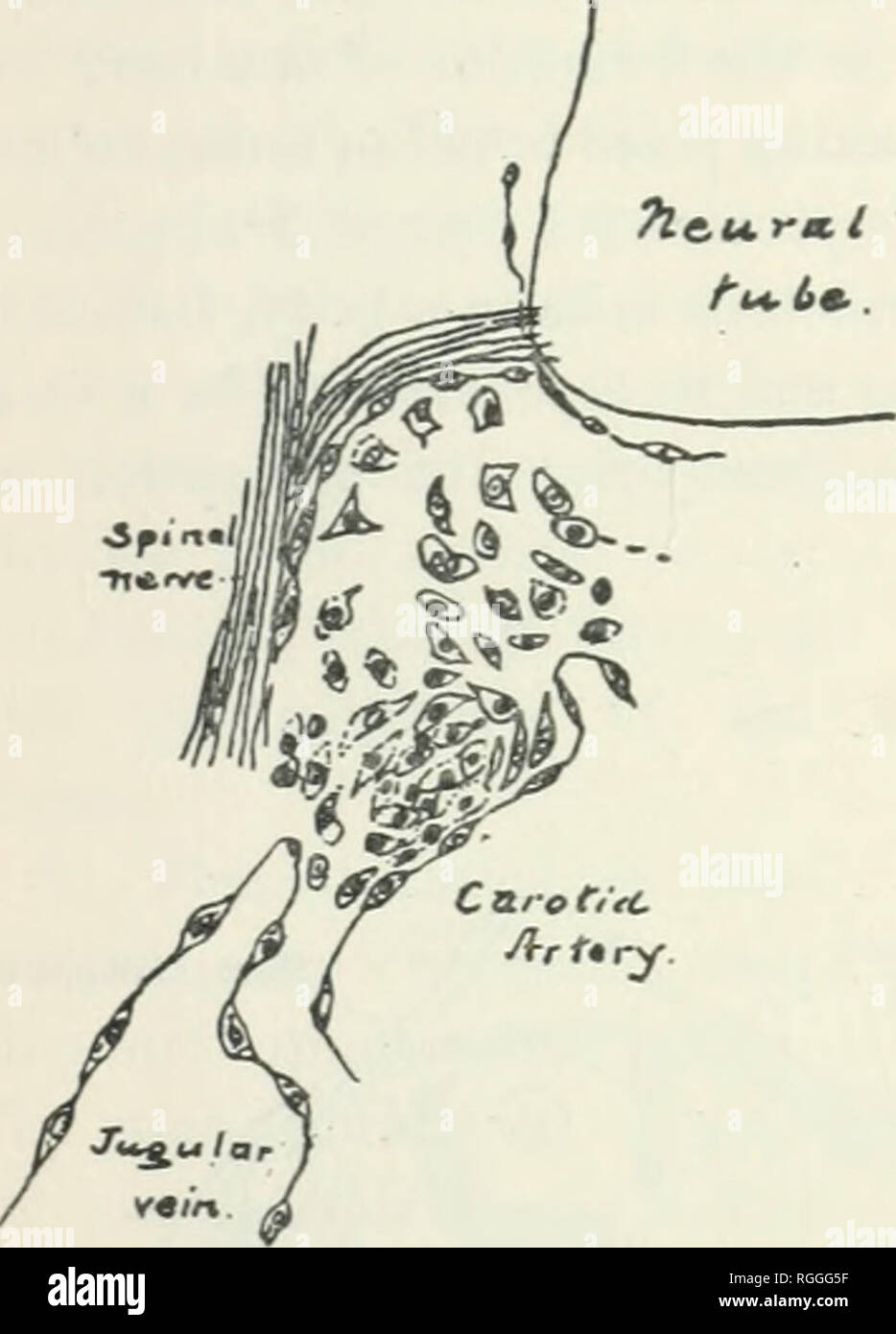 . Bulletin des Museums für Vergleichende Zoologie an der Harvard College. Zoologie; Zoologie. DAVENPORT: PROZESSE IN DER ONTOGENESE. 177 Turbellaria nach Iijima (Zeitschr. f. wiss. Zool., XL. 455). Unter den Wirbeltieren, haben wir die Beobachtungen von Paterson, (Abbildung 3), der zufolge die sympathische entsteht durch die Aggregation von Mesenchymatöse Elemente in einen Strang, der Seine, der bekräftigt die Herkunft der Wirbelsäule und der Olfaktorischen Ganglien Migration von Zellen; und von verschiedenen Autoren, der Blut Kapillaren und Lymphgefäße, entstehen durch diesen Prozess (vgl. M., S. 217,- ± 13).. Bitte Stockfoto