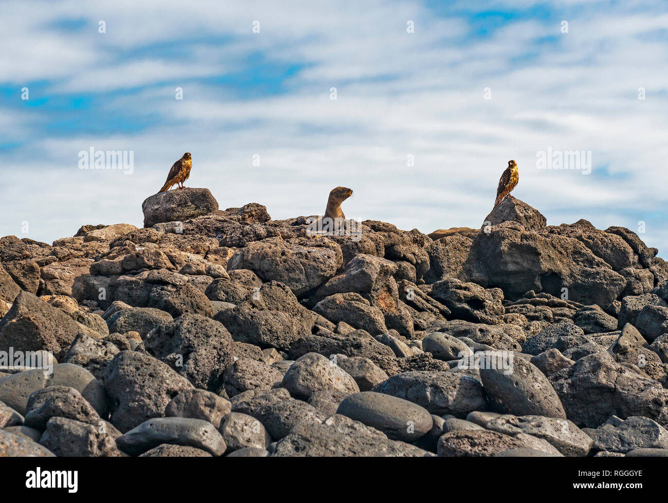 Zwei Galapagos Falken (Buteo galapagoensis) Jagd auf einen jugendlichen Galapagos Seelöwe (Zalophus wollebaeki) am Espanola Island, Galapagos, Ecuador. Stockfoto