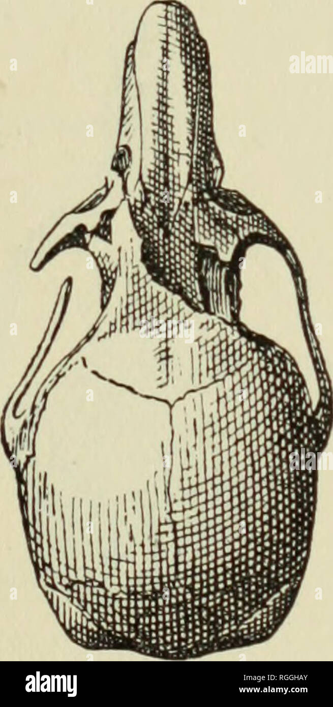 . Bulletin des Museums für Vergleichende Zoologie an der Harvard College. Zoologie; Zoologie. BANGS: CHIRIQUI MAMMALIA. 39 Reithrodontomys costaricensis Allen. 30 Proben, Boquete, 4.000 bis 6.000 Fuß, Januar, Februar, April und Juni. Ich habe im Vergleich dieser Serie mit Proben aus der Typuslokalität - La Auto - pintera, Costa Rica - von Dr. Allen, und kann nicht finden, dass die chiriqui Tier ist an alle unterschiedlich. Sie ziemlich viel variieren individuell in Farbe, rang-ing von starken bräunlich orange rufous, ohne Dunkler dorsalen Band zu Raw umber mit dunkleren dorsalen Band: unten die Farbe reicht von Stockfoto