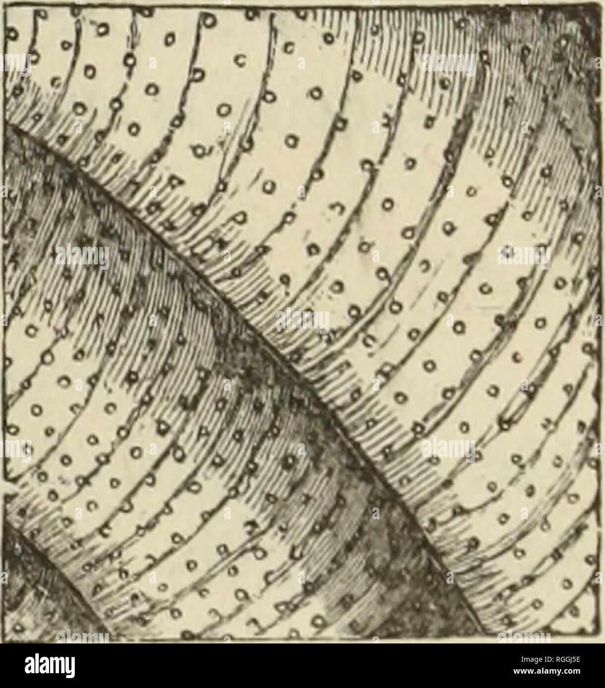 . Bulletin des Museums für Vergleichende Zoologie an der Harvard College. Zoologie; Zoologie. MUSEUM FÜR Vergleichende Zoologie. 213 Zeigt die volutions deutlich. Größere Durchmesser, 9 mm. ; Lesser, 7 mm. ; Höhe, 2 £ mm. Helix (Triodopsis) Roperi, Filsbrt. Die Nautilus, Vol. III. Nr. 2, Juni, 1889, S. 14. Bettwäsche, Shasta Co., Kalifornien, im Drift des Sacramento River, drei tote Muscheln gesammelt wurden von Herrn Edward W. Roper, von Chelsea, Mass. Die oben genannte Beschreibung ist aus einem ursprünglichen Proben gezogen, lieh mir freundlicherweise von Herrn Roper, wrhile ein weiteres in der Sammlung der Akademie der Öläquivalent Scienc Stockfoto