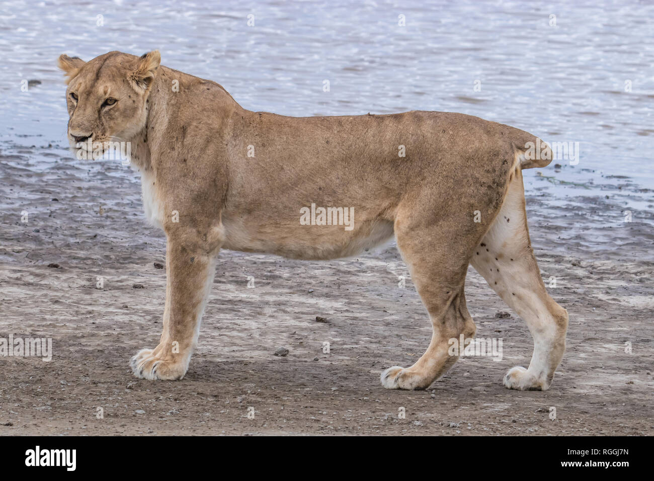 Löwin stehend in der Nähe der Wasser Stockfoto