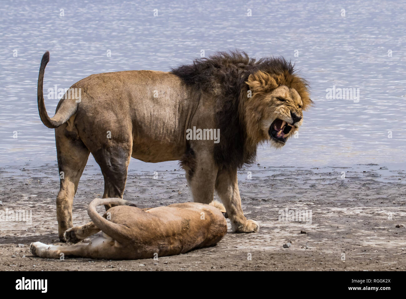 Löwe, Löwin in der Nähe der Wasser Stockfoto