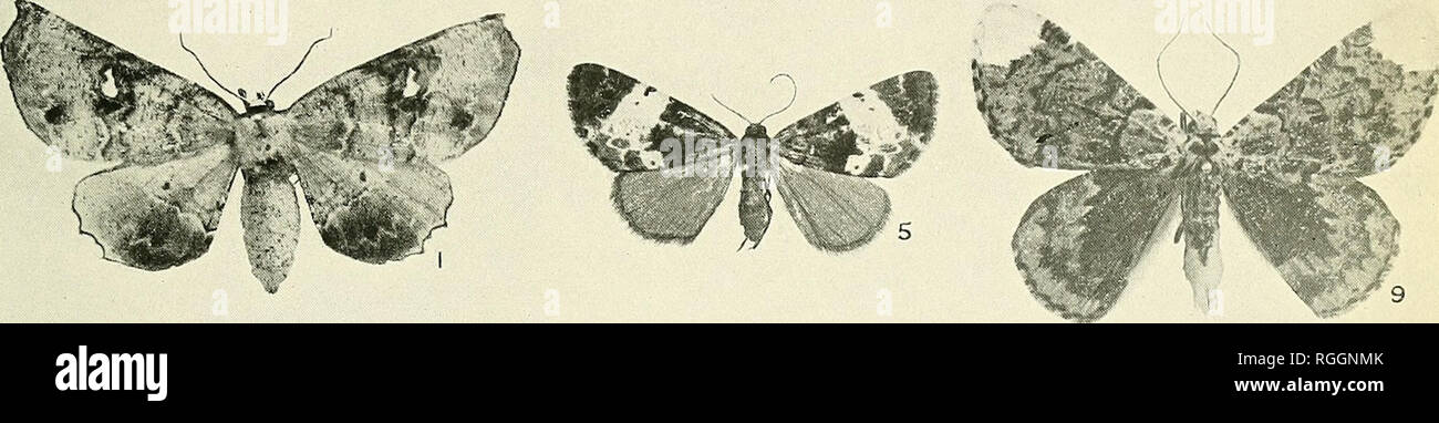 . Bulletin der Hügel Museum: eine Zeitschrift der lepidopterology;. Schmetterlinge, Lepidoptera. Platte XXIII. Bull. Hill Mus. Vol. I, Nr. 3. 1924.. Bitte beachten Sie, dass diese Bilder sind von der gescannten Seite Bilder, die digital für die Lesbarkeit verbessert haben mögen - Färbung und Aussehen dieser Abbildungen können nicht perfekt dem Original ähneln. extrahiert. Hill Museum (Witley, England); Joicey, James John, 1870-1932. London: John Bale, Söhne & Amp; Danielsson Stockfoto