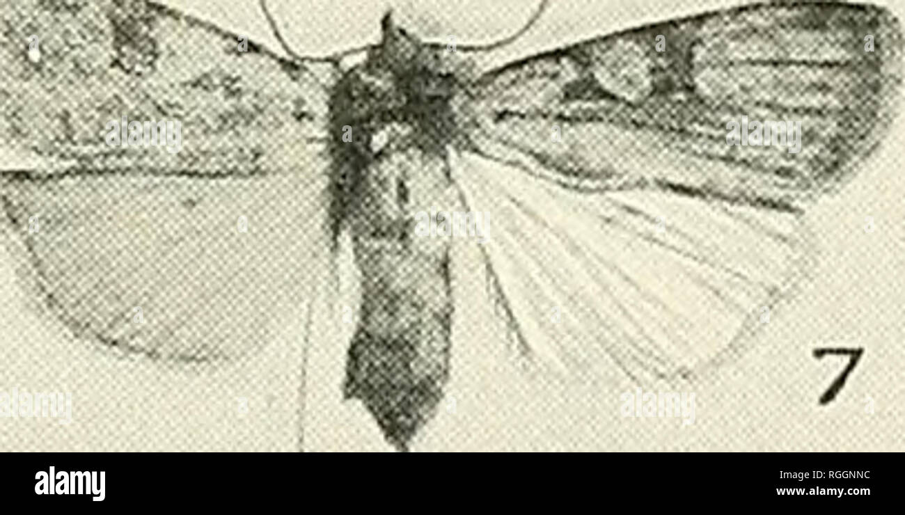 . Bulletin der Hügel Museum: eine Zeitschrift der lepidopterology;. Schmetterlinge, Lepidoptera. Platte XVIII. Bull. Hill Mus. Vol. I, Nr. 3. 1924. Ich f r-r' Cjl - /. Bitte beachten Sie, dass diese Bilder sind von der gescannten Seite Bilder, die digital für die Lesbarkeit verbessert haben mögen - Färbung und Aussehen dieser Abbildungen können nicht perfekt dem Original ähneln. extrahiert. Hill Museum (Witley, England); Joicey, James John, 1870-1932. London: John Bale, Söhne & Amp; Danielsson Stockfoto