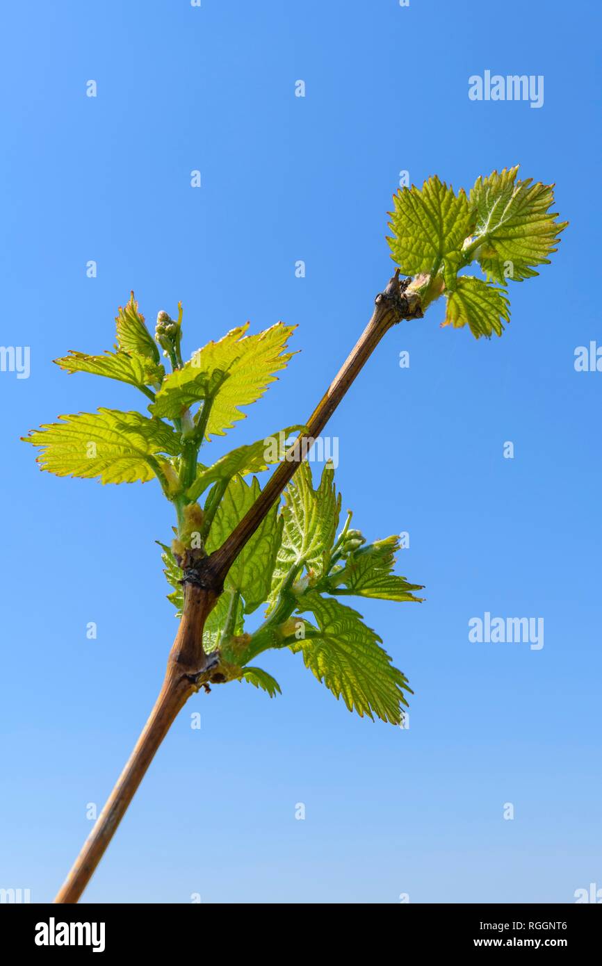 Grapevine im Frühjahr, Baden-Württemberg, Deutschland Stockfoto
