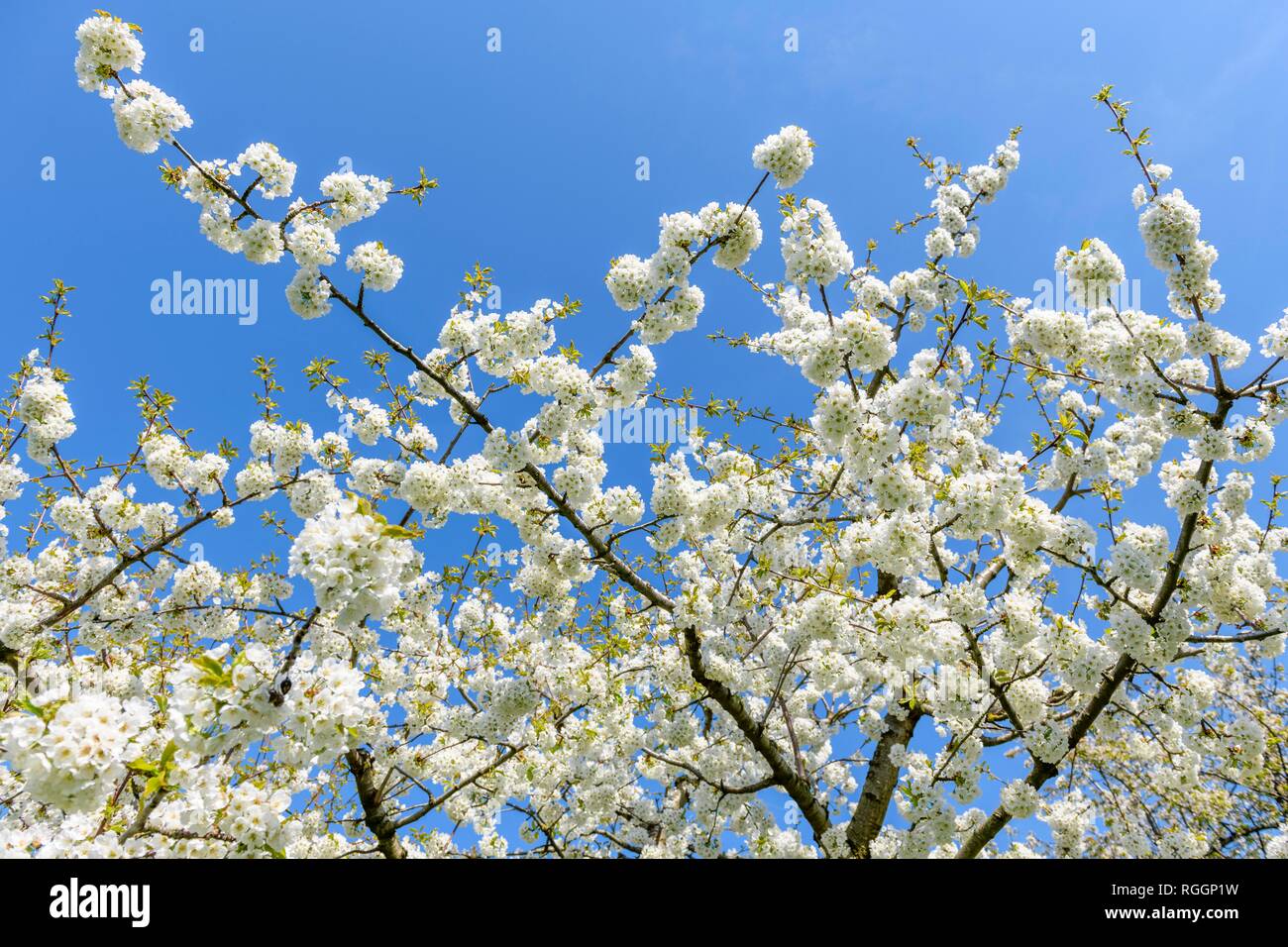 Flowering Cherry Tree Branches (Prunus) Schwäbische Alb, Baden-Württemberg, Deutschland Stockfoto