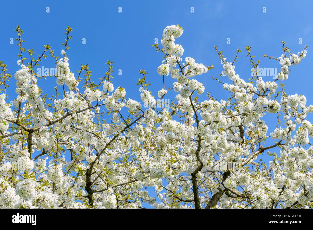 Flowering Cherry Tree Branches (Prunus) Schwäbische Alb, Baden-Württemberg, Deutschland Stockfoto