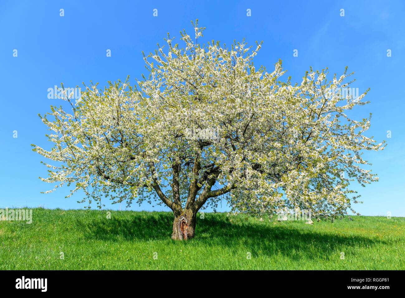 Blühenden Kirschbaum (Prunus) an der Orchard Wiese, Schwäbische Alb, Baden-Württemberg, Deutschland Stockfoto