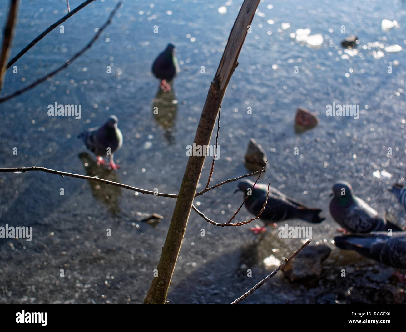 Tauben auf dem Eis auf dem Teich, Moskau Stockfoto