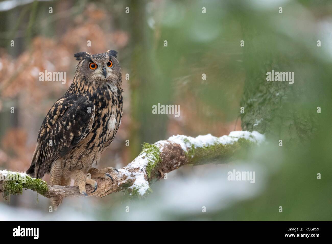 Eurasischen Uhu (Bubo bubo), sitzend auf einem Zweig mit Schnee, Captive, Tschechische Republik Stockfoto