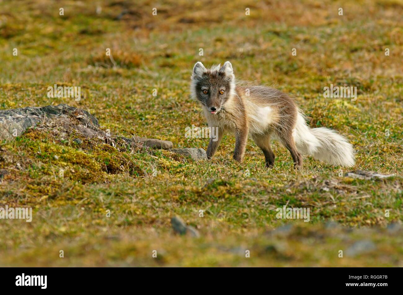 Arctic Fuchs (Vulpes lagopus), Spitzbergen in der norwegischen Arktis, Norwegen Stockfoto