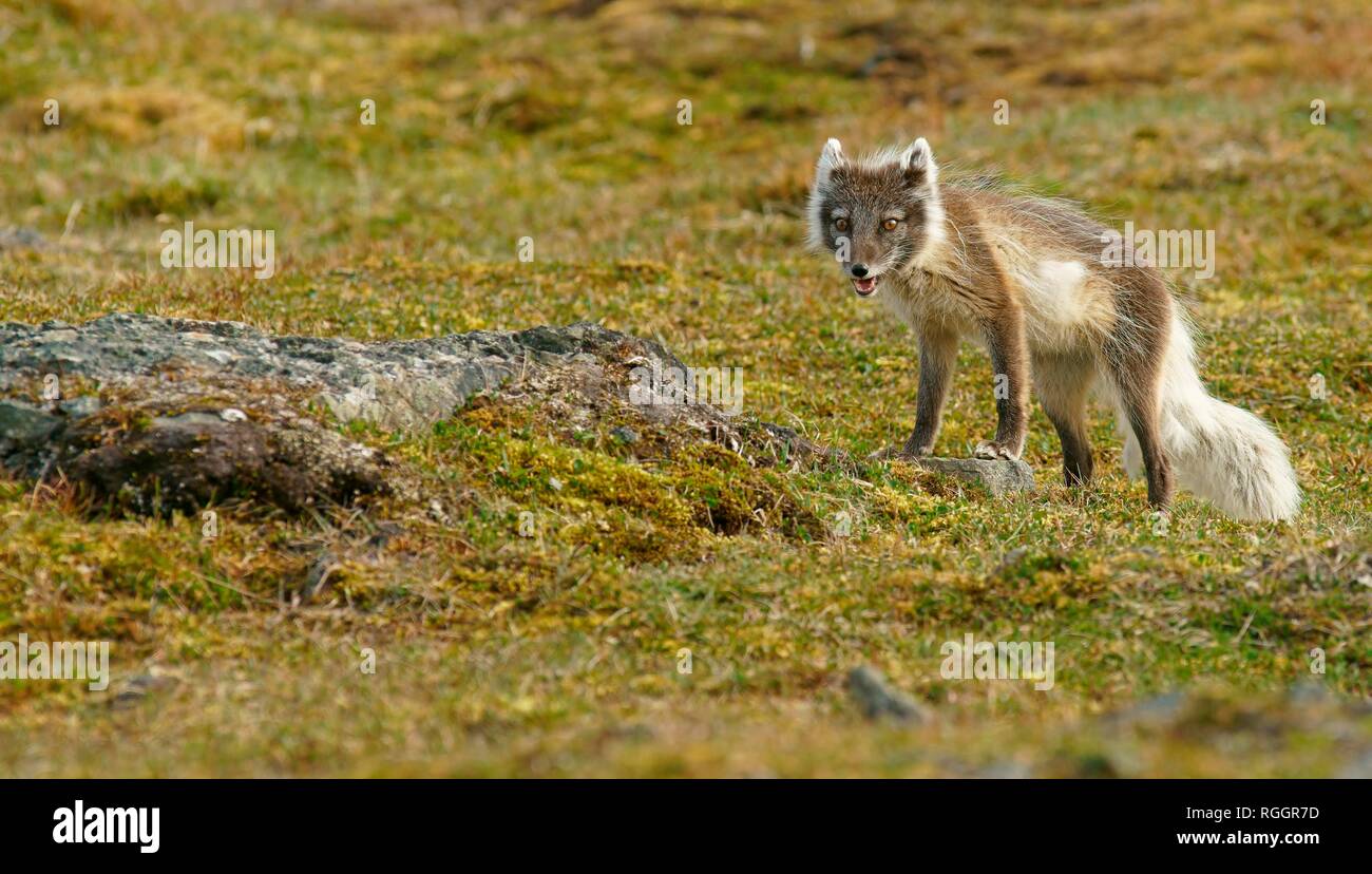 Arctic Fuchs (Vulpes lagopus), Spitzbergen in der norwegischen Arktis, Norwegen Stockfoto