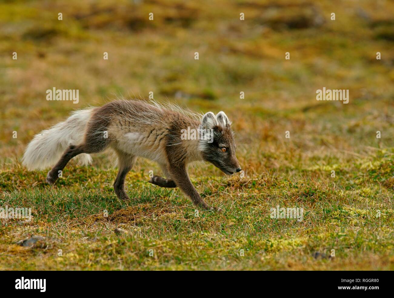 Arctic Fuchs (Vulpes lagopus), Spitzbergen in der norwegischen Arktis, Norwegen Stockfoto