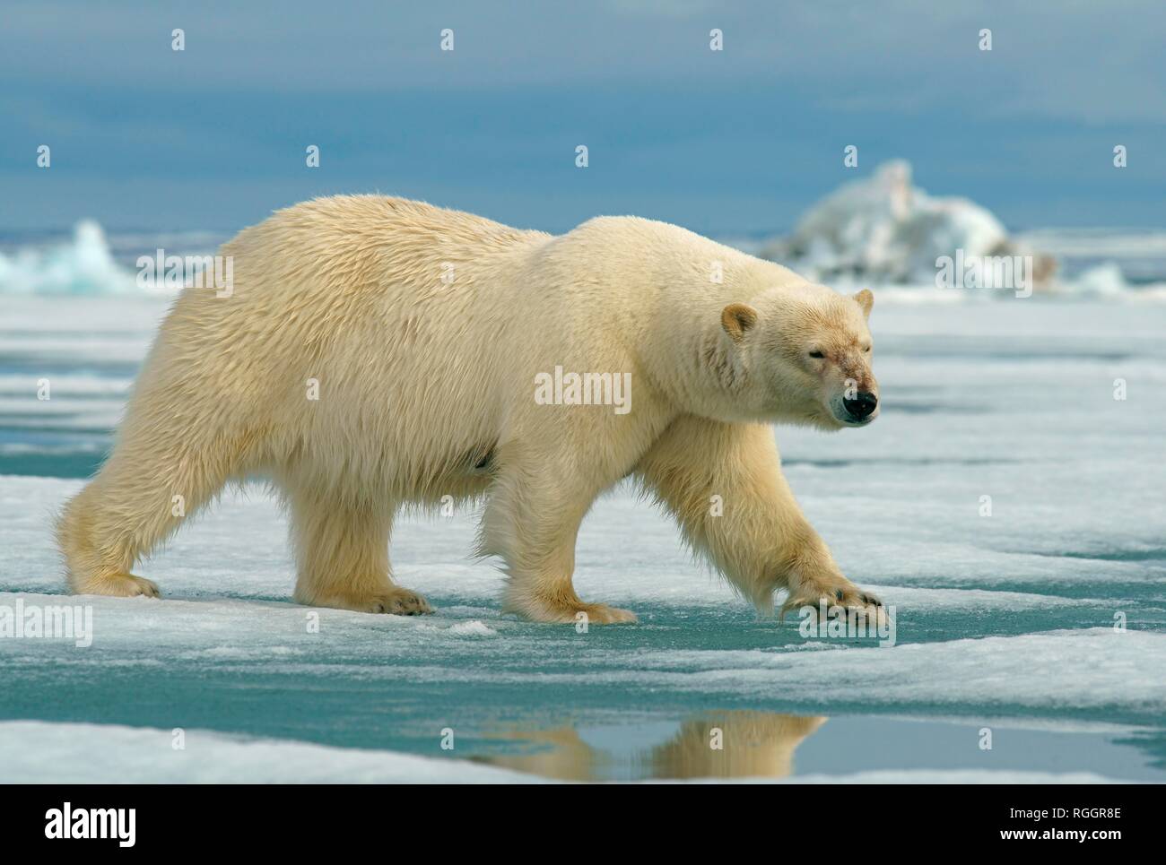 Eisbär (Ursus maritimus) Weibchen auf der Eisscholle, Svalbard, die in der norwegischen Arktis, Norwegen Stockfoto
