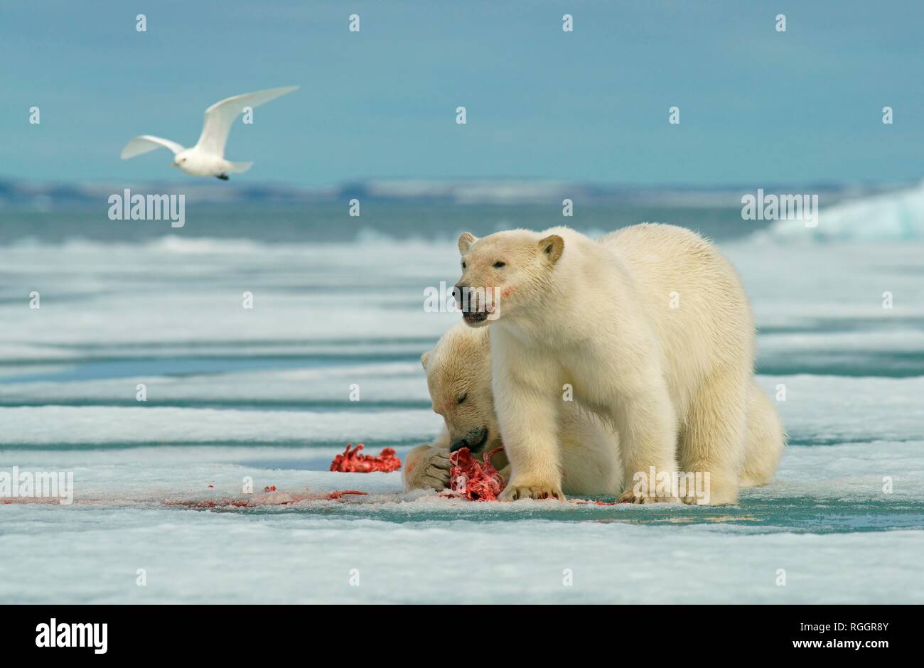 Eisbären (Ursus maritimus), junge Tiere auf der Weide auf dem Kadaver eines erfassten Dichtung, in der norwegischen Arktis Svalbard, Norwegen Stockfoto