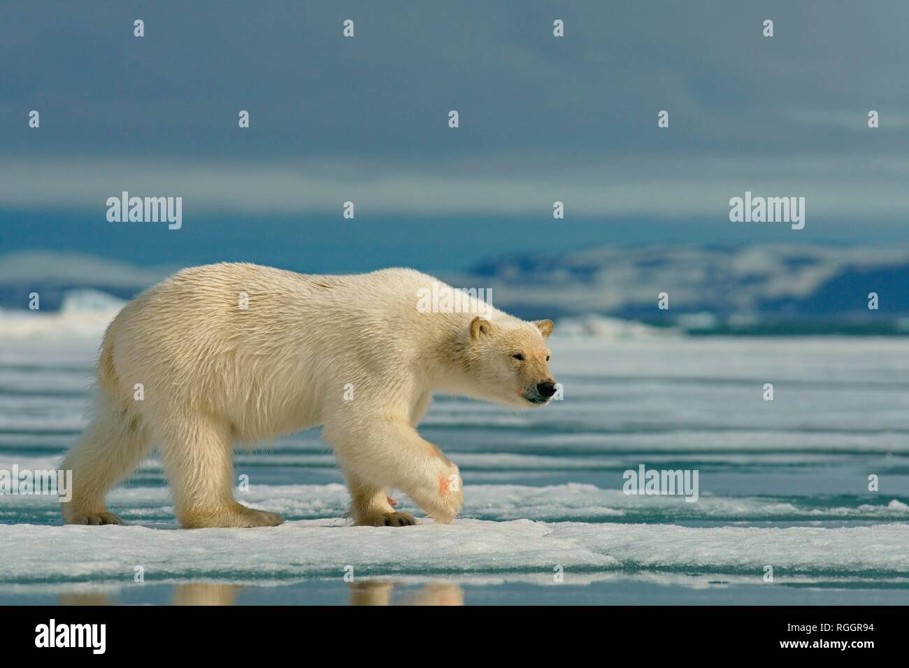 Eisbär (Ursus maritimus) läuft auf Eisscholle, in der norwegischen Arktis Svalbard, Norwegen Stockfoto