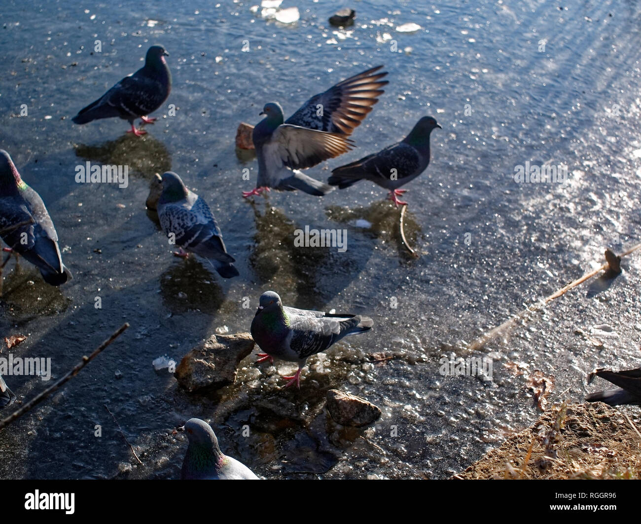 Tauben auf dem Eis auf dem Teich, Moskau Stockfoto