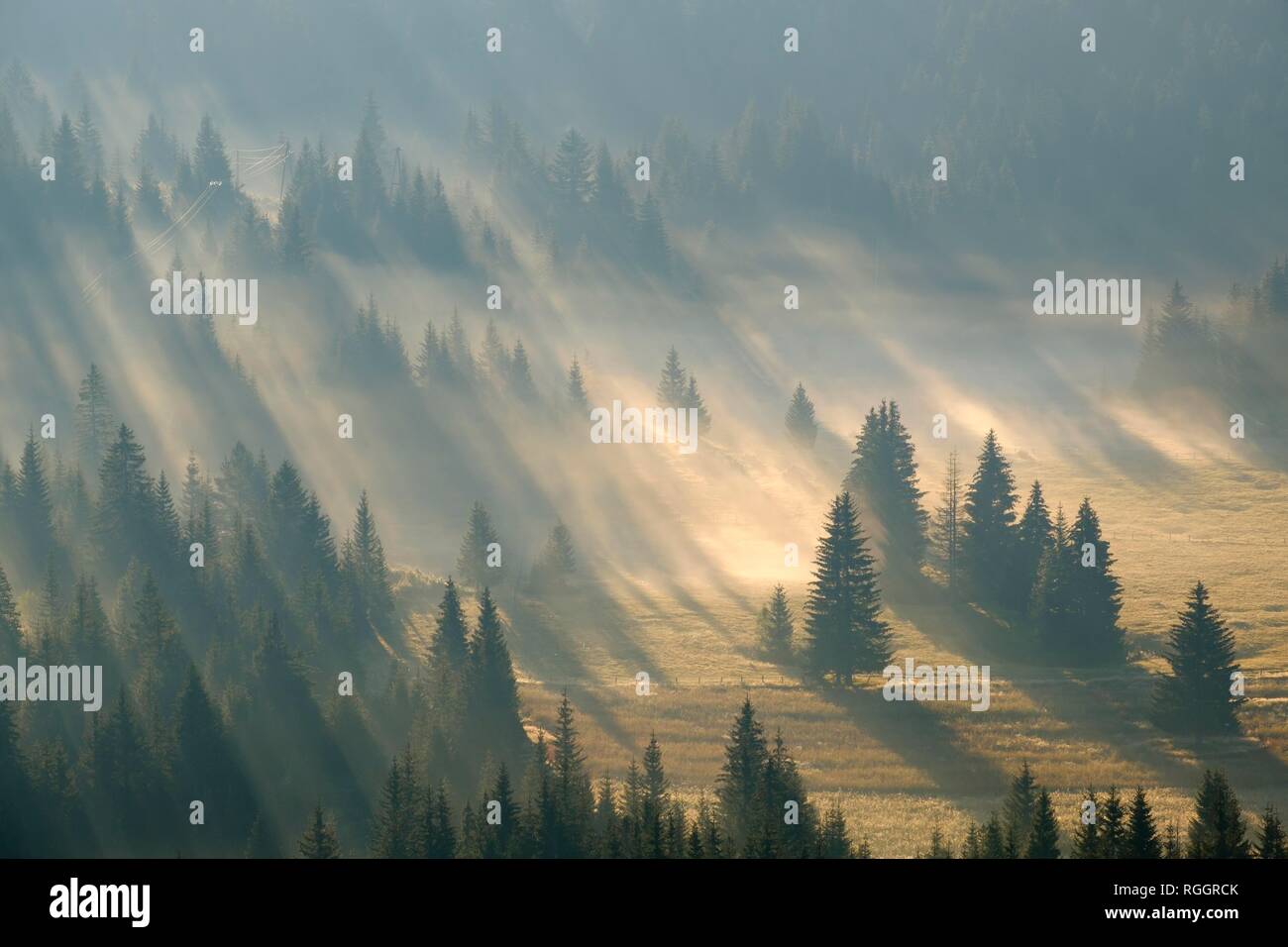 Sonnenstrahlen leuchten in den Wald durch Nebel, Sonnenaufgang, Ansicht von Curevac, Nationalpark Durmitor, Zabljak Provinz, Montenegro Stockfoto
