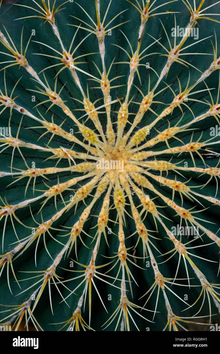 Kaktus (Ferocactus histrix), Detail, in voller Größe, Mexiko Stockfoto