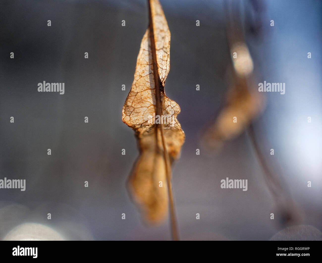 Getrocknete Linden Samen auf einen Baum im Herbst, Moskau Stockfoto