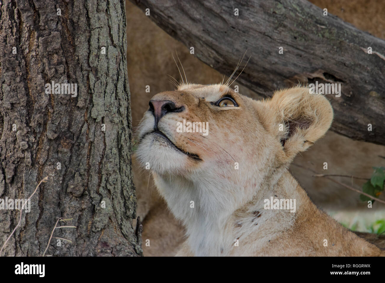 Lion Cub auf einem Baumstamm Stockfoto