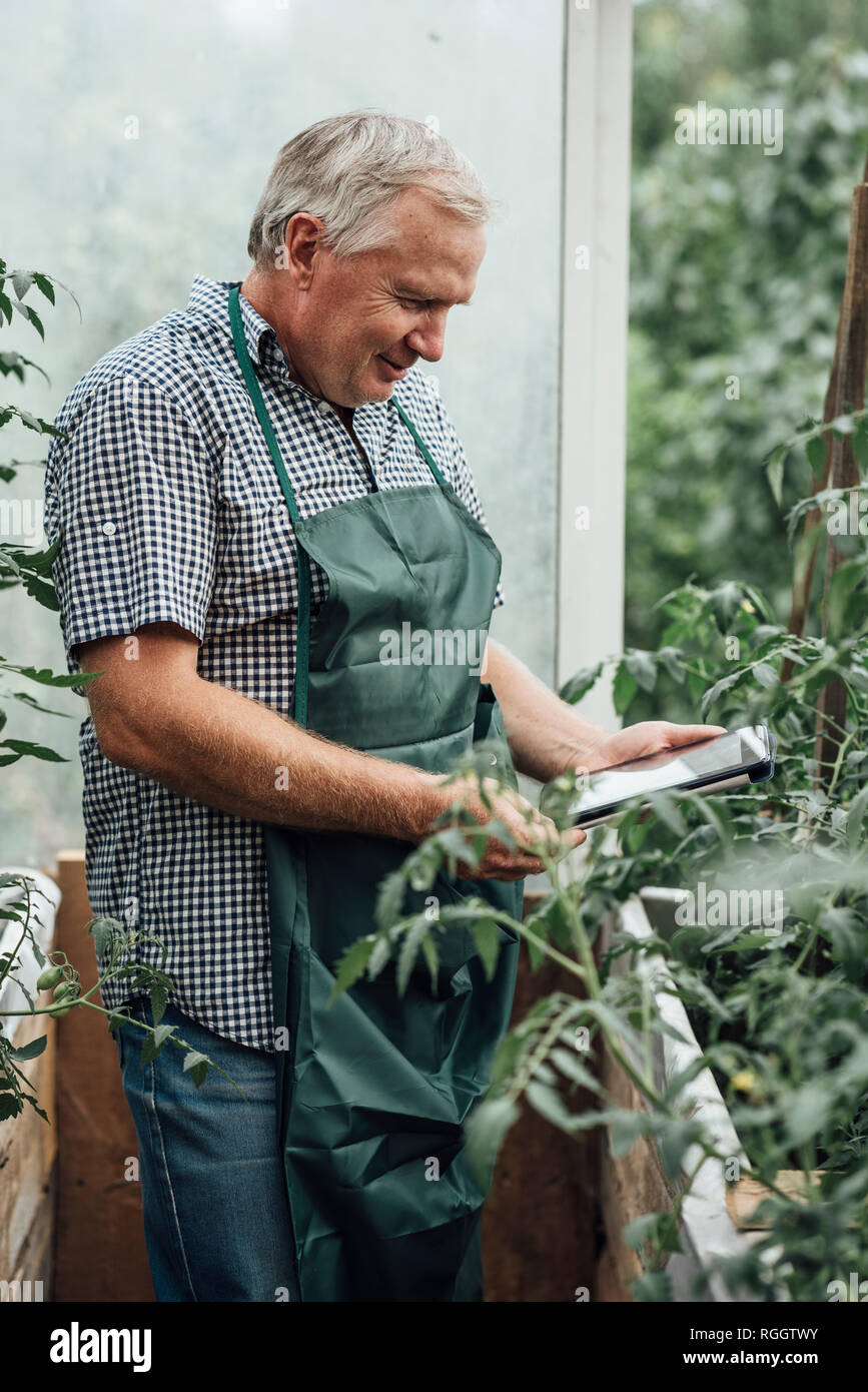 Reifer Mann, Gärtner im Gewächshaus mit digitalen Tablet Stockfoto