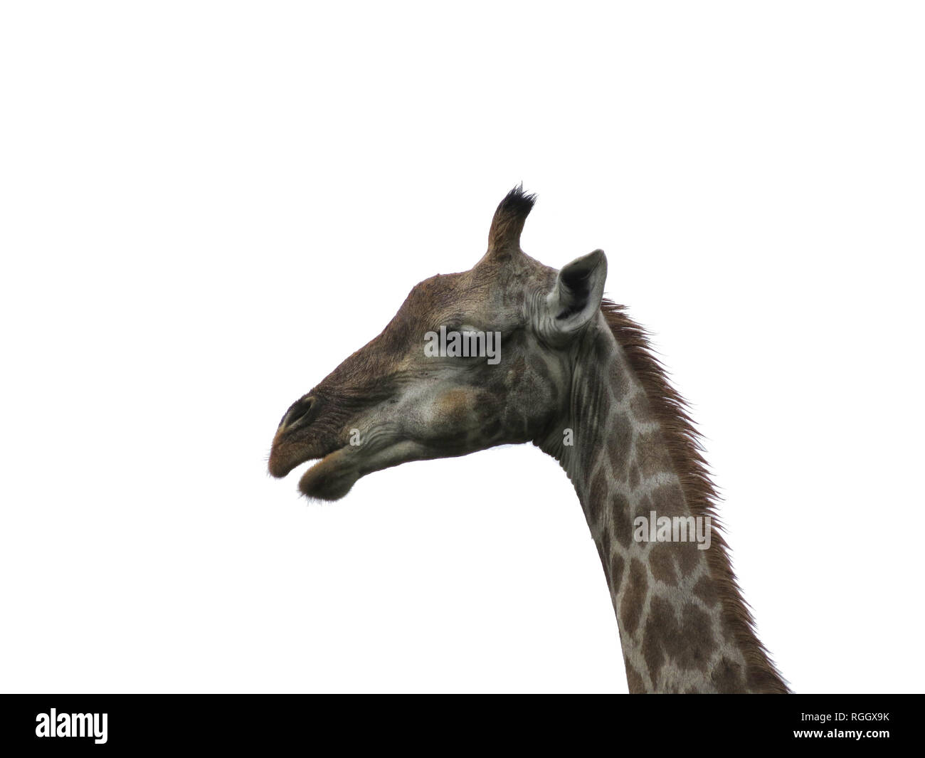 Giraffe Kopf auf weißem Hintergrund. Stockfoto