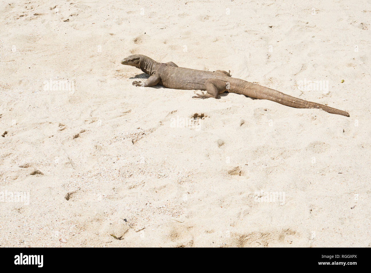 Waran genießen Sie Sonne am Strand Sand. Tierwelt Natur von Thailand. Thai Park wilde Raubtier Varanus mit Dragon Camouflage Haut. Exotische Dangero Stockfoto