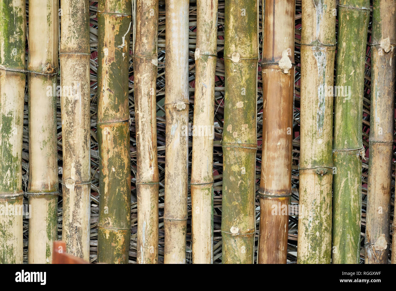 Bambus Holz Rinde im Alter von Orientalischen Textur Hintergrund.  Verwitterten tropischen Stick Bundle Wand Zaun. Asiatische alten  traditionellen Pflanze Dekoration Rohre. Rustikale Gru Stockfotografie -  Alamy