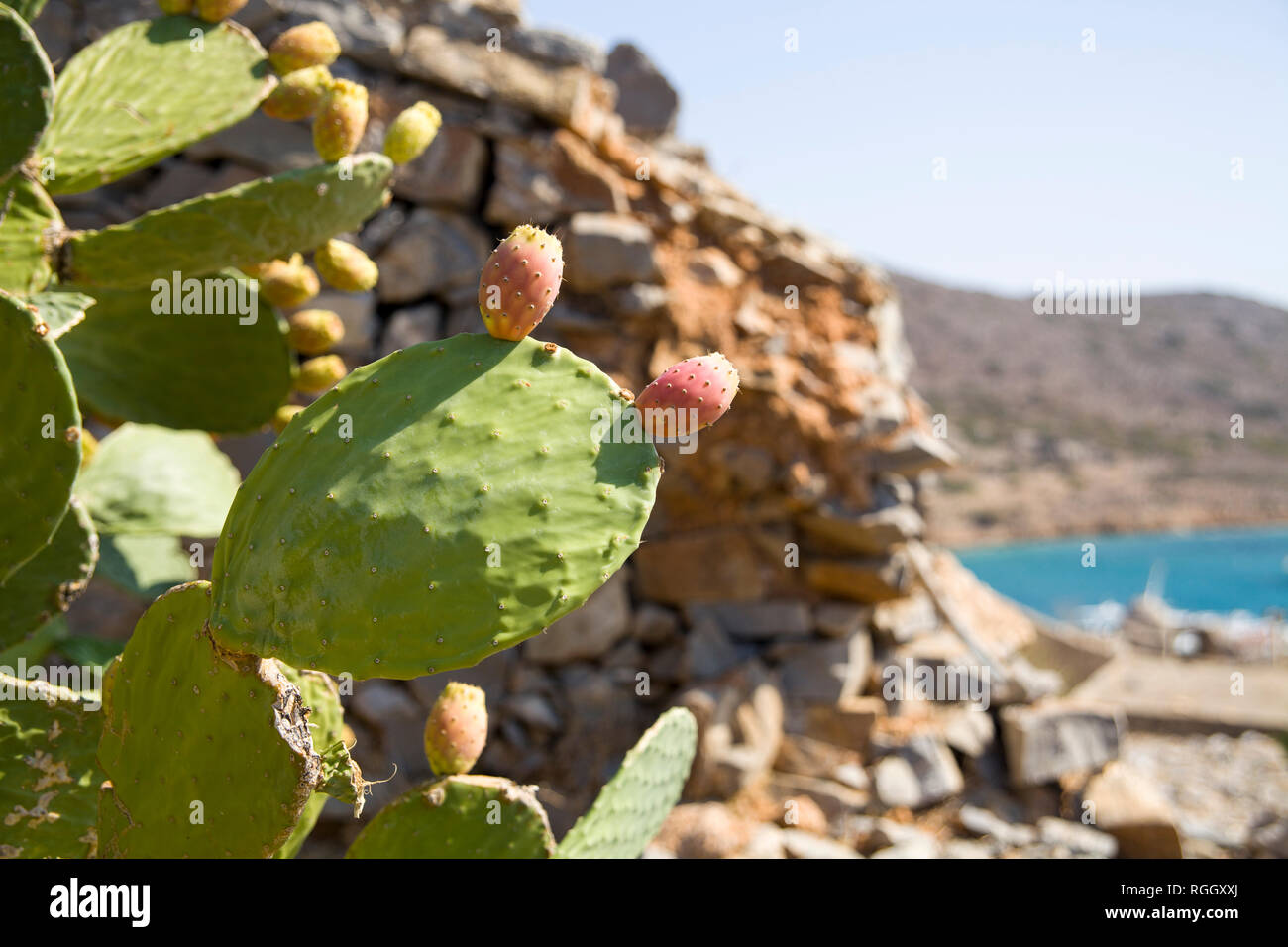 Essbare Kakteen Früchte. Opuntia essbar, indische Abb. Anlage mit Stacheln und essbare Früchte. Stockfoto