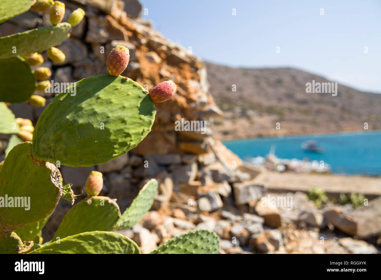 Essbare Kakteen Früchte. Opuntia essbar, indische Abb. Anlage mit Stacheln und essbare Früchte. Stockfoto
