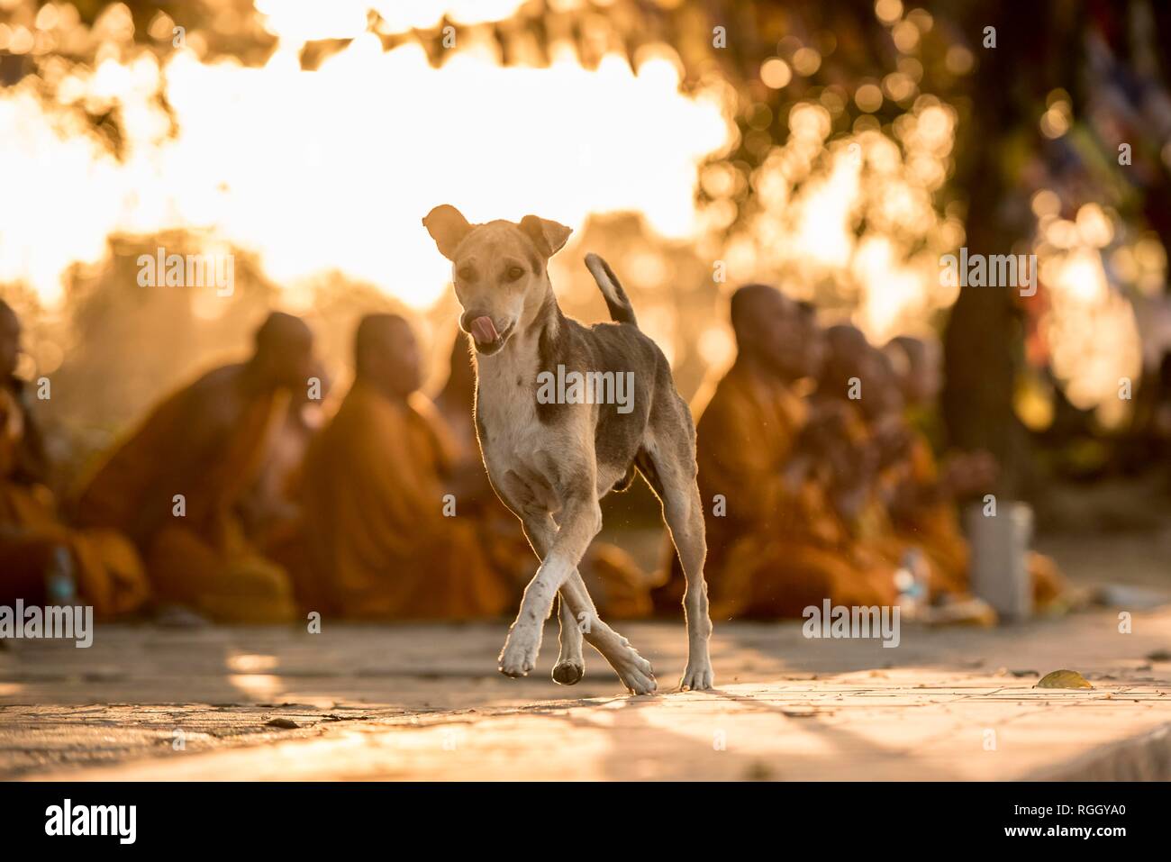 Lustig Hund, Lumbini, Nepal Stockfoto
