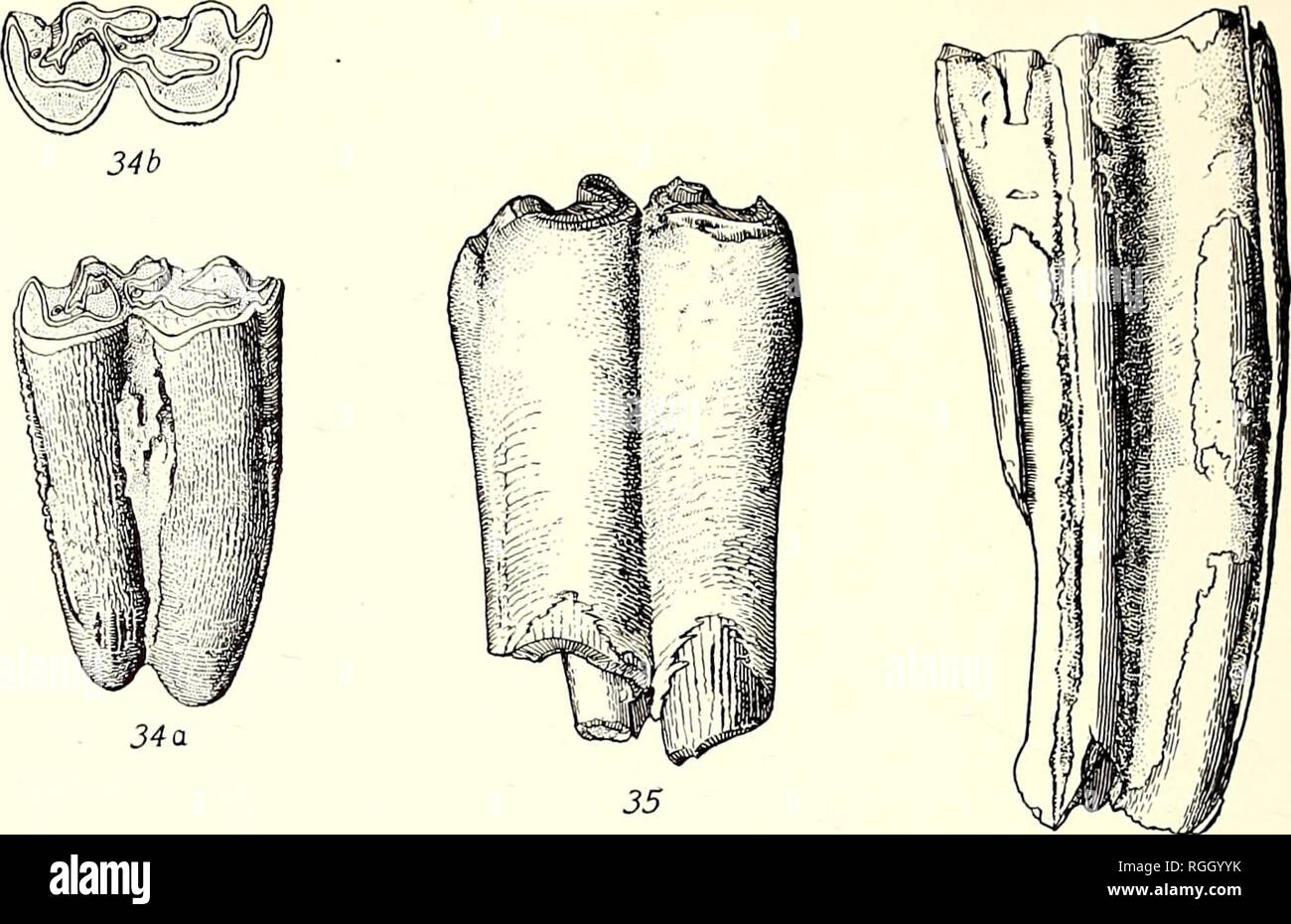 Merychippus gebiss Fotos und Bildmaterial in hoher Auflösung Alamy