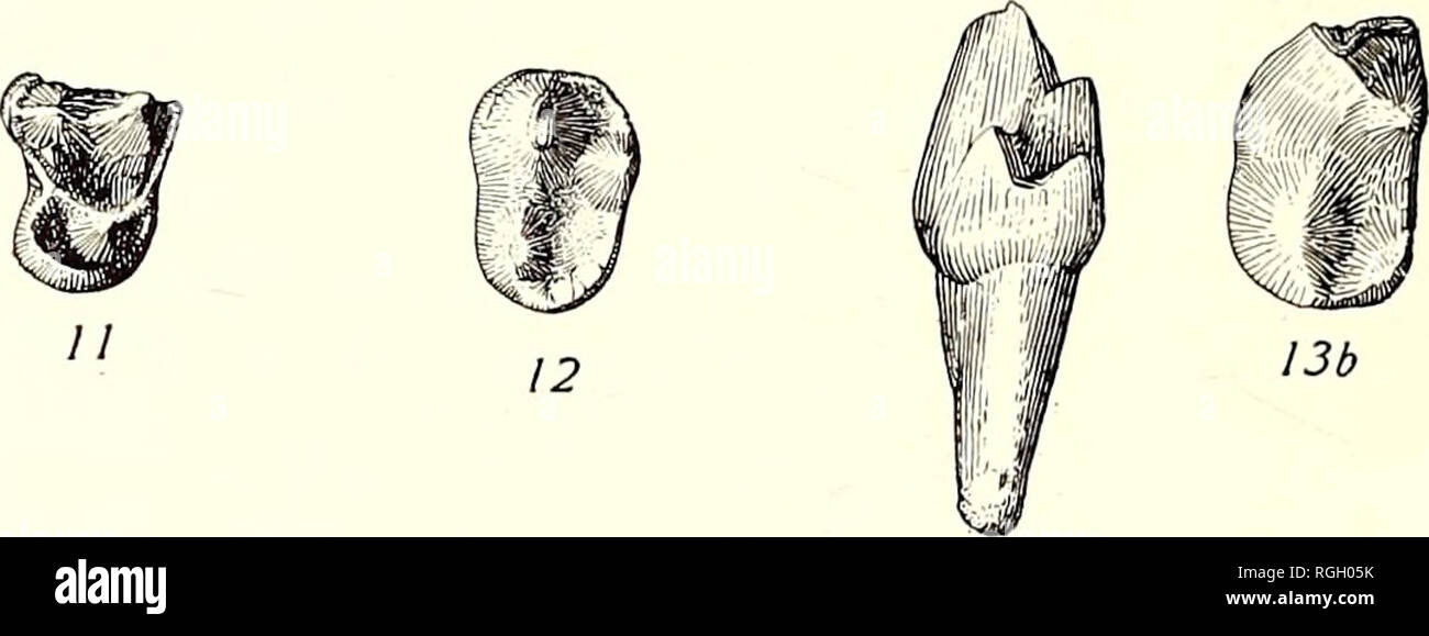 . Bulletin der Abteilung für Geologie. Geologie. 242 Universität von Kalifornien Publikationen. [Geologie CANIS (?) DAVISI, n. sp. Schriftmuster, nein. 545, Univ. Calif. Col. Vert. Palae. Mas-call (?) Betten in der Nähe von Rattlesnake Creek, John Tag Valley, Oregon, dargestellt und beschrieben ohne spezifische Bezeichnung durch J. C. Mer-riam, Univ. Calif. Publ. Bull. Abt. Geol., Vol. 5, S. 5 und 6, Abb. 1. Einem ersten oberen Molaren von Tausend Creek (Abb. 11). 13 die Abb. 64. 11. Canis (l) davisi, n. sp. M1. Nr. 12505, natürliche Größe. Du - Sand Creek Betten, Tausend Creek, Nevada. Abb. 12. Canis (l), sp.; in der Nähe von davisi. M2, S Stockfoto