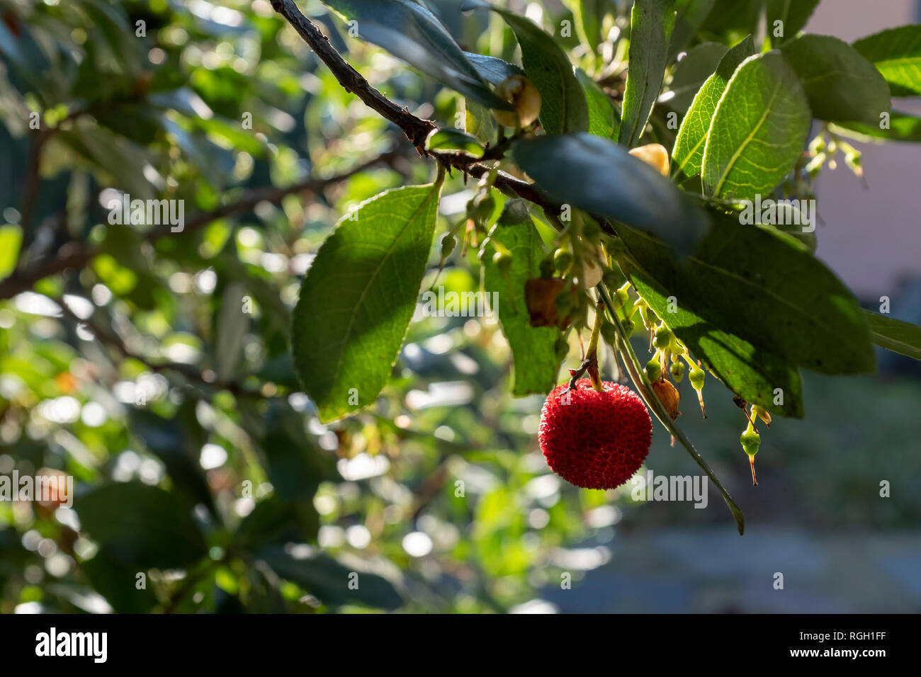 Arbutus Anlage mit Beeren und Blumen Stockfoto