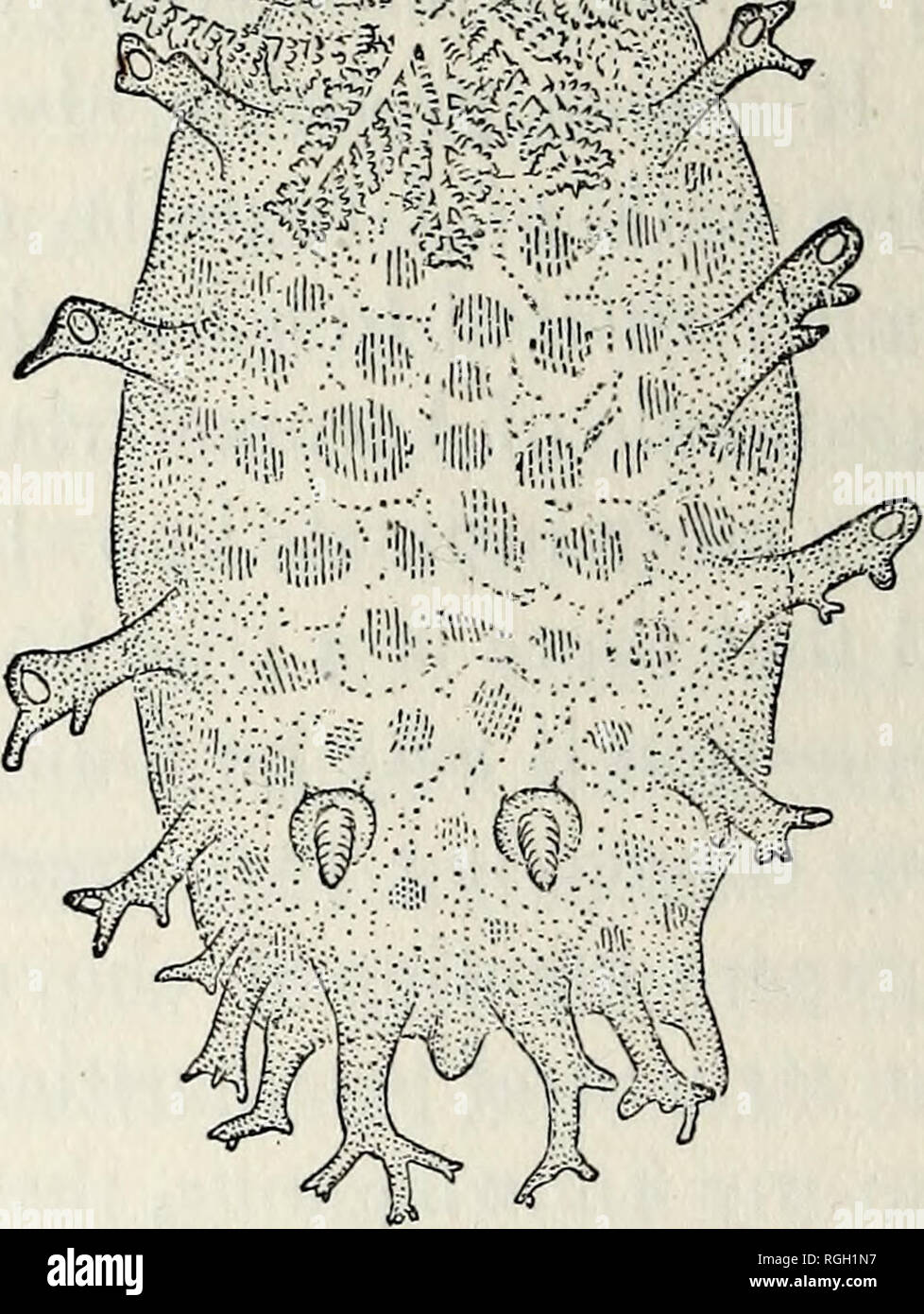 . Bulletin der Essex Institut. Essex Institut; Naturgeschichte; Genealogie. 140 Neue INVERTEBRATA von Cabrilla occidentalis gen. et sp. nov. Der Körper ist unregelmäßig kugelig, längliche, über und von grünlich-braune Farbe gedrückt. Es ist mit Licht-grüne Flecken. Die dorsale Appen-dages biserial sind, einer auf jeder Seite der Mittellinie wie in Tri-Opa. Diese Anhängsel sind stumpy, leicht Dendritische, Bär - ing Linse - wie Körper an den Spitzen. Vier dieser Fortsätze sind größer als die anderen und mehr seitlich platziert. Die re-Tek sind mehr dendritischen und anterior. Zwei Paare von den Stockfoto