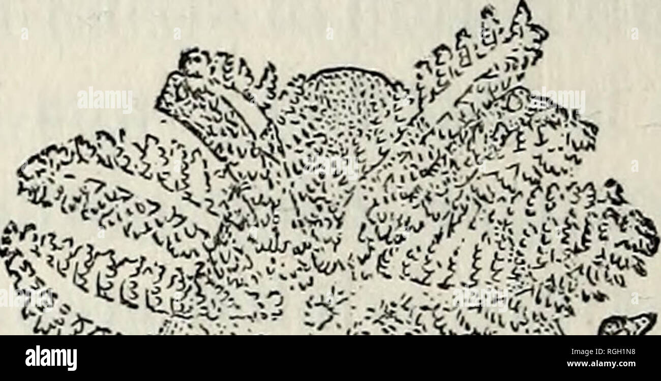 . Bulletin der Essex Institut. Essex Institut; Naturgeschichte; Genealogie. 140 Neue INVERTEBRATA von Cabrilla occidentalis gen. et sp. nov. Der Körper ist unregelmäßig kugelig, längliche, über und von grünlich-braune Farbe gedrückt. Es ist mit Licht-grüne Flecken. Die dorsale Appen-dages biserial sind, einer auf jeder Seite der Mittellinie wie in Tri-Opa. Diese Anhängsel sind stumpy, leicht Dendritische, Bär - ing Linse - wie Körper an den Spitzen. Vier dieser Fortsätze sind größer als die anderen und mehr seitlich platziert. Die re-Tek sind mehr dendritischen und anterior. Zwei Paare von den Stockfoto