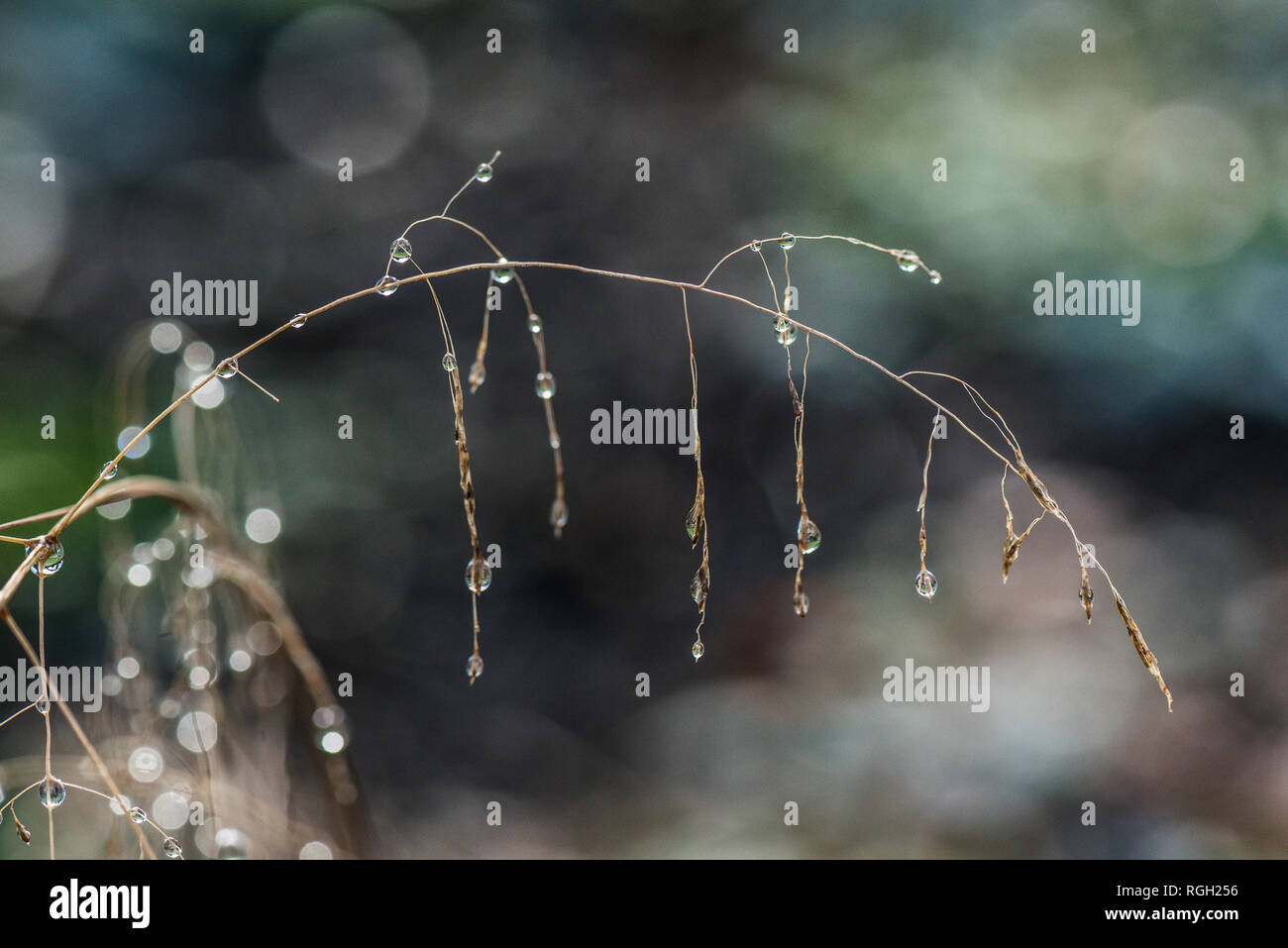 Wassertropfen auf einem bogenförmigen Pflanzenstamm Stockfoto