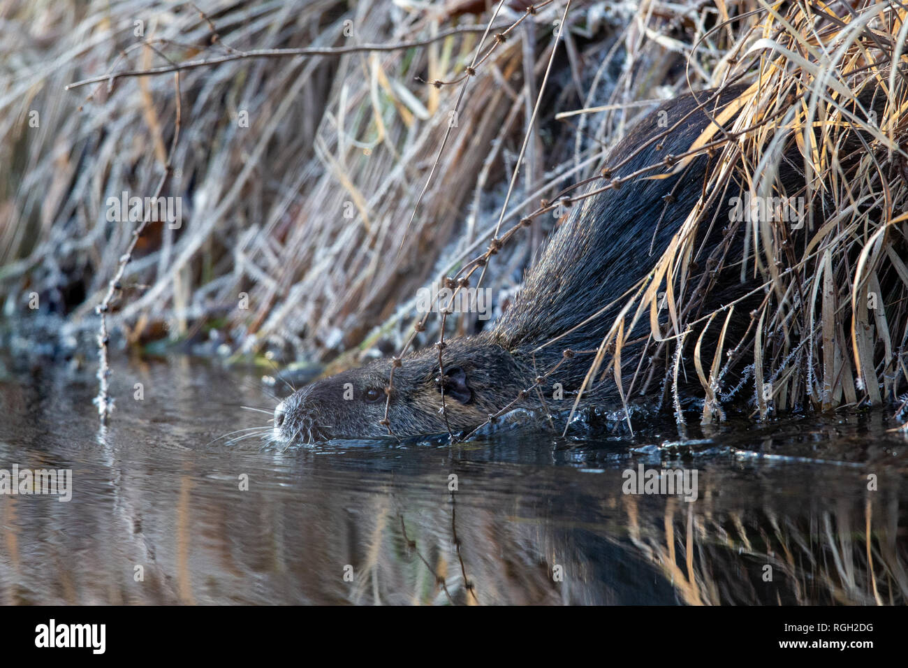 Die biberratte (NUTRIA) Myocaster Fütterung auf einem FAT-Kugel im Naturschutzgebiet Moenchbruch in der Nähe von Frankfurt, Deutschland. Stockfoto