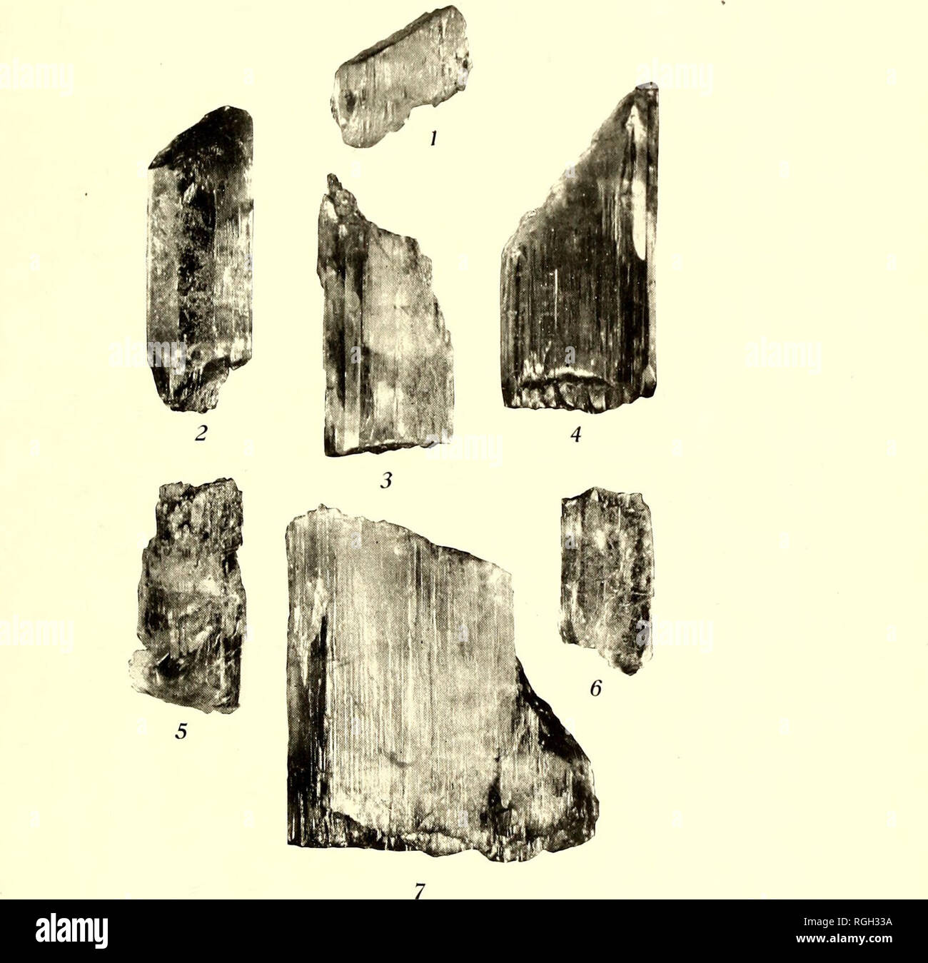 . Bulletin der Abteilung für Geologie. Geologie. Stier. DEPT. GEOL, UNIV. CAL. VOL. 3, PL. 26.. Charakteristischen Formen der Pala Spodumene. Zwei Drittel der natürlichen Größe.. Bitte beachten Sie, dass diese Bilder sind von der gescannten Seite Bilder, die digital für die Lesbarkeit verbessert haben mögen - Färbung und Aussehen dieser Abbildungen können nicht perfekt dem Original ähneln. extrahiert. Universität von Kalifornien, Berkeley. Abt. der Geologie. Berkeley: University Press Stockfoto